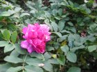 IMG_0916.JPG